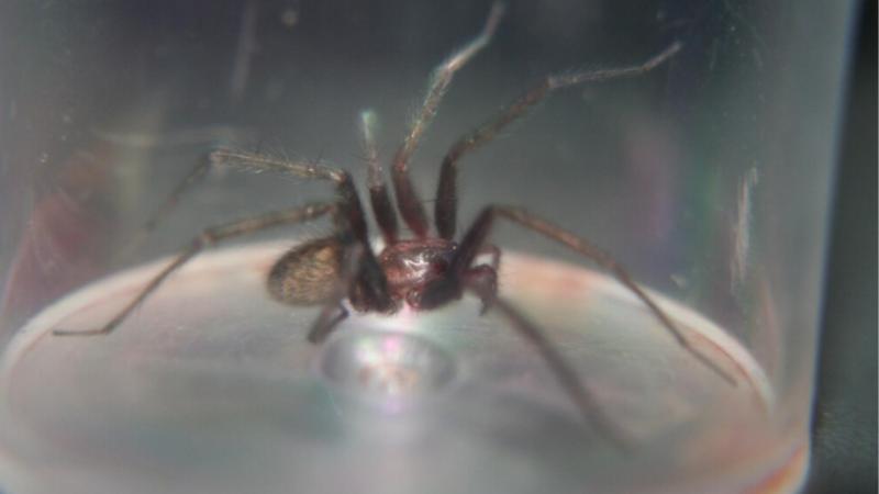 Freepik - Funcionarios de aduanas en Alemania descubren 1500 arañas escondidas en envases de galletas que provenían desde Asia