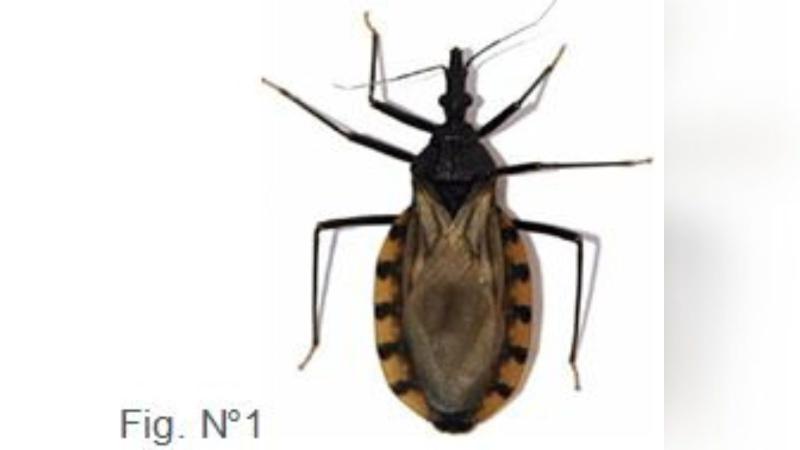 Ministerio de Salud - Vinchuca provoca la enfermedad de Chagas