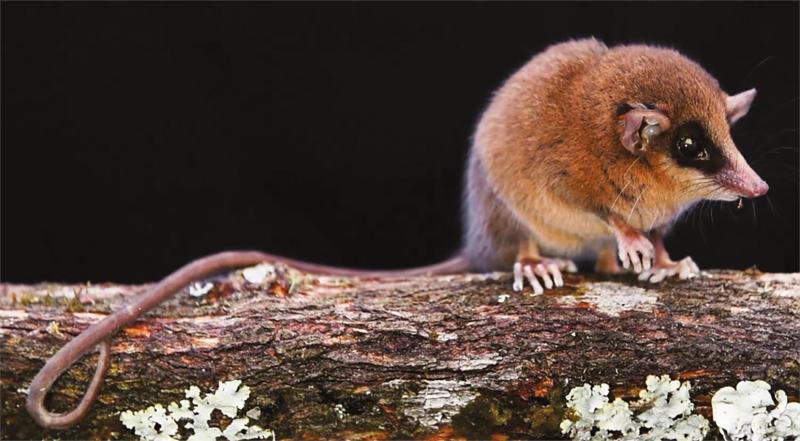 Marmosa chachapoya, el nuevo marsupial descubierto en Perú - Sernap