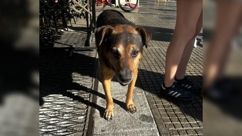 Instagram/baralameda.cl - Conmovedora despedida de Oso, querido perro del sector Portugal con Alameda