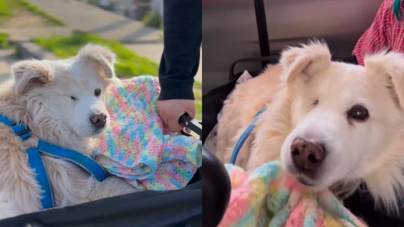 Instagram - Dueño de mascota con discapacidad acusa a guardias del Metro de Viña del Mar por negarse a abrir las puertas