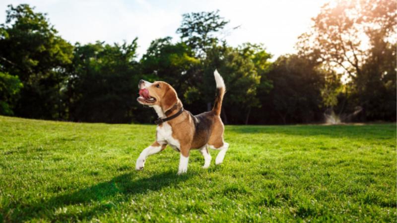 Freepik - Estas son las mascotas más populares entre los chilenos