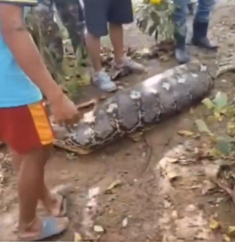 Pitón tragó a un granjero en Indonesia - RRSS