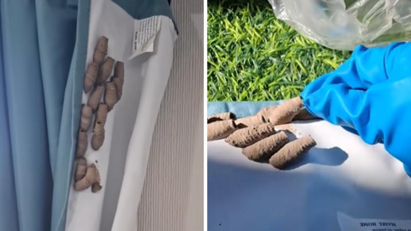 Encuentran nidos de avispas alfareras - T13