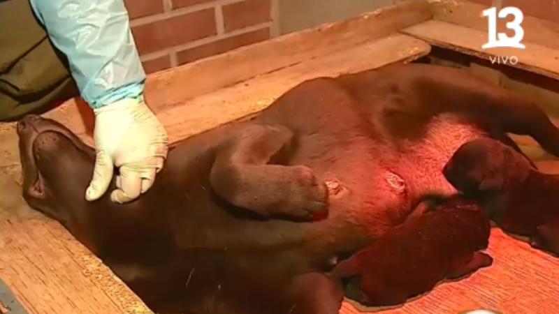 Así funciona el Grupo de Adiestramiento Canino de Carabineros - Tu Día