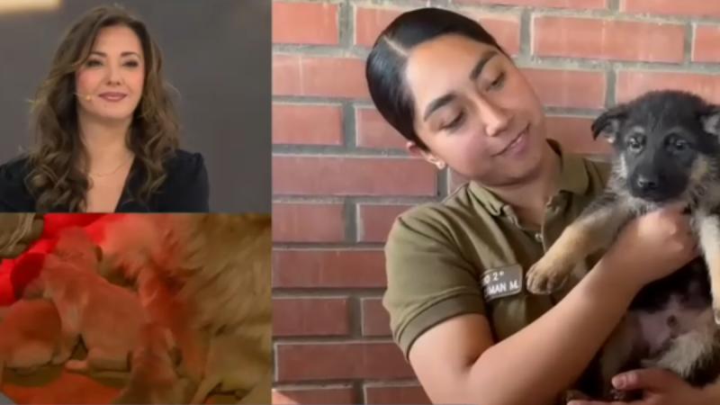 Así funciona el Grupo de Adiestramiento Canino de Carabineros - Tu Día