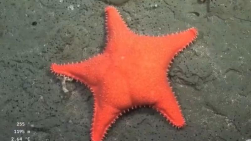 Encuentran particular estrella de mar en Argentina - Instituto Océano Schmidt