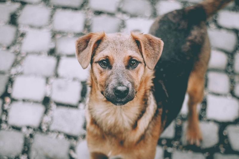 Freepik - perro callejero 