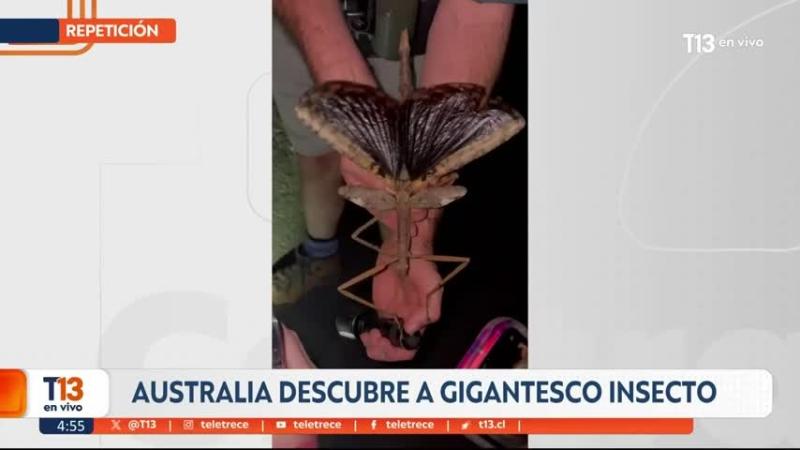 ¡El más pesado de Australia!: Descubren gigantesco insecto en zona montañosa australiana