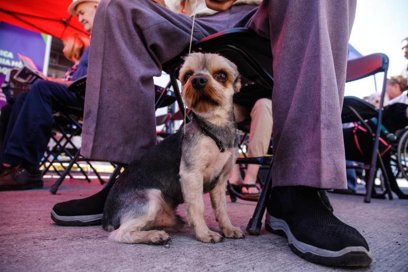 Consulta ciudadana Ley Cholito: ¿Cómo participar? - Agencia Uno
