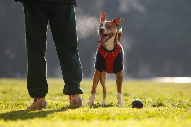 Agencia Uno - ¿Cuánto cuesta mantener a un perrito en Chile?