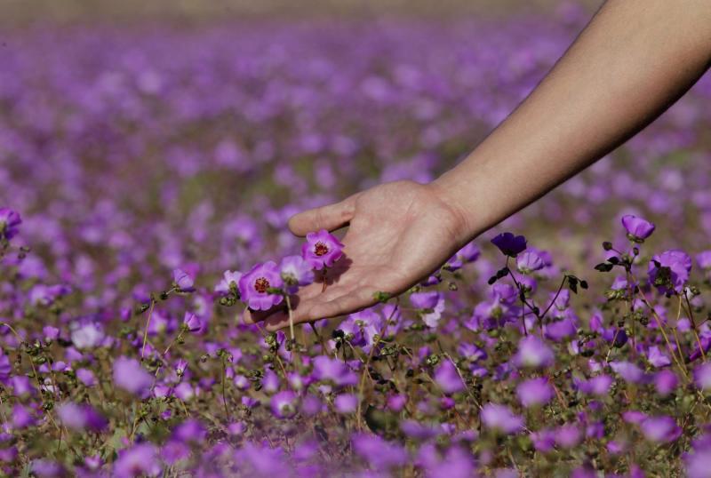 Atacama florece: lluvias harán posible fenómeno del Desierto Florido desde septiembre  - Agencia Uno 