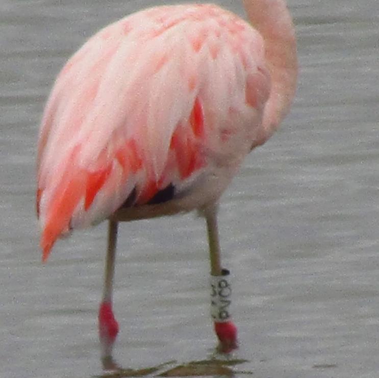 De Chile a Argentina: El viaje del flamenco que recorrió 1.480 kilómetros y fue encontrado en Córdoba - Instagram reserva_la_felipa
