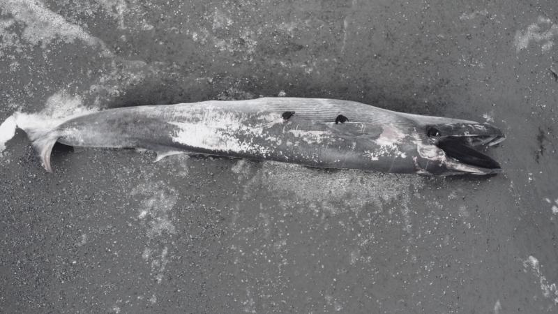 Ballena varada en el Parque Tepuhueico - Sernapesca