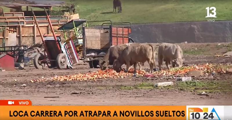Tu Día - Novillos sueltos en Estación Central