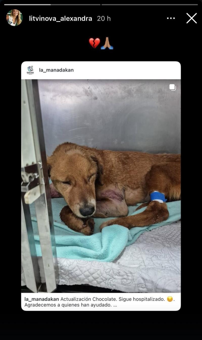 Historia de Alexandra Litvinova - Instagram: @litvinova_alexandra