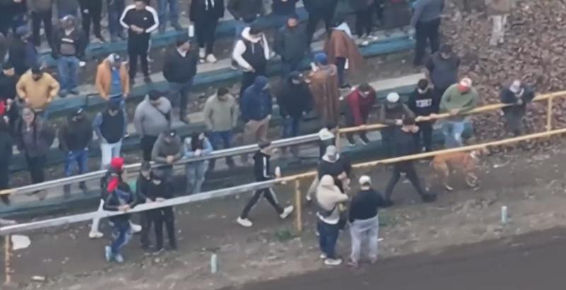 “Estaban durmiendo sobre sus fecas”: El deplorable estado en que fueron rescatados perros galgos usados para carreras