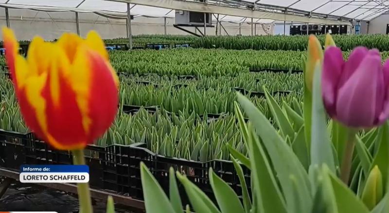 Las razones por las que Chile podría quedarse sin tulipanes, liliums y gladiolos