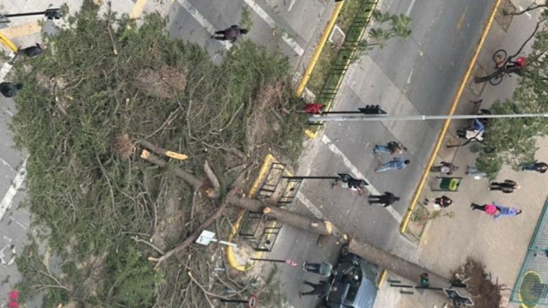 Árbol cayó sobre una camioneta en Ñuñoa - T13