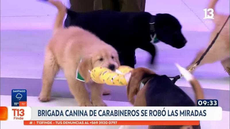 ¡Las grandes estrellas! Cachorros de Carabineros visitaron T13 Finde tras desfilar en la Parada Militar