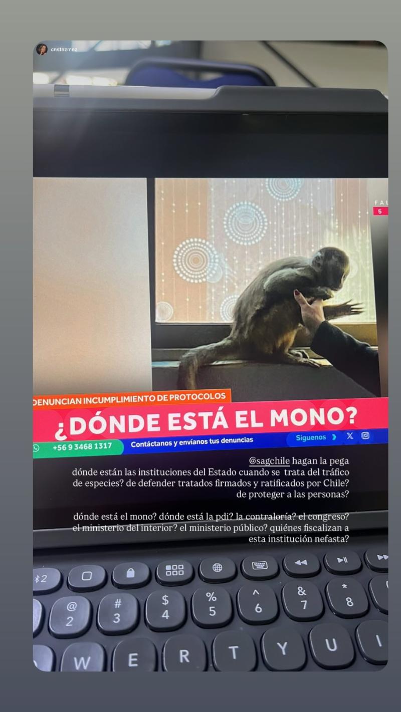 Instagram/centrodeprimates - Denuncian extravío de mono tras operativo narco