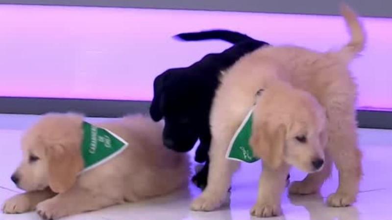 T13 Finde - ¡Las grandes estrellas! Cachorros de Carabineros visitaron T13 Finde tras desfilar en la Parada Militar