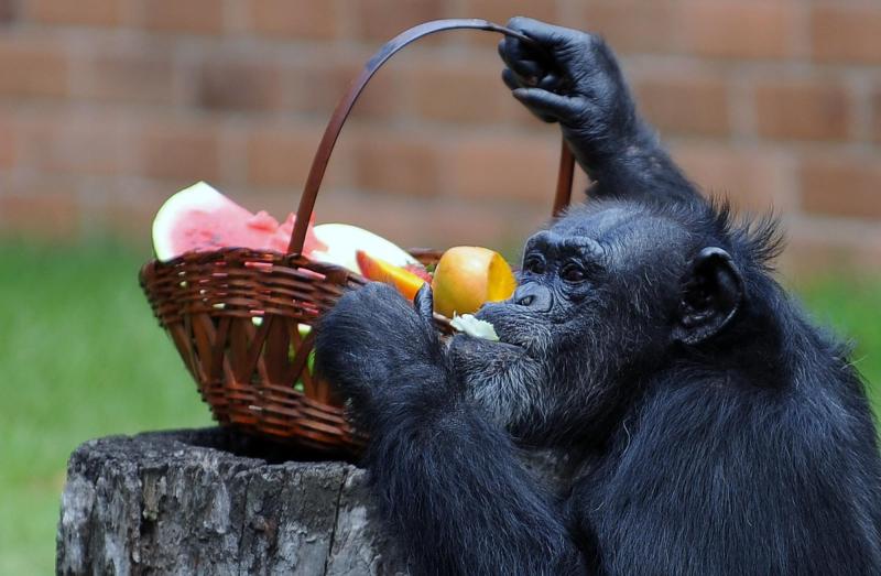 AFP - Chimpancé comiendo fruta