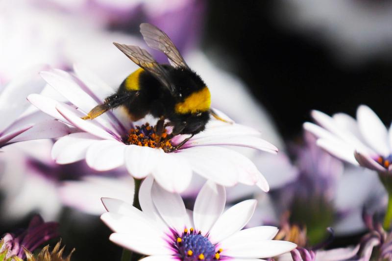 Equinoccio 2025 en Chile: conoce la fecha y hora exacta del inicio de la primavera - Referencial Agencia Uno