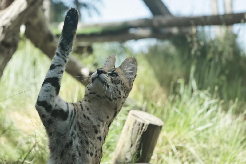 Guacamayo fue atacado por felino en exposición del Buinzoo - referencial Agencia Uno