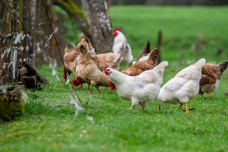 Agencia Uno - Gallinas