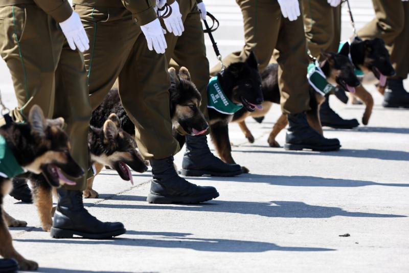 Pastores alemanes de Carabineros - ATON