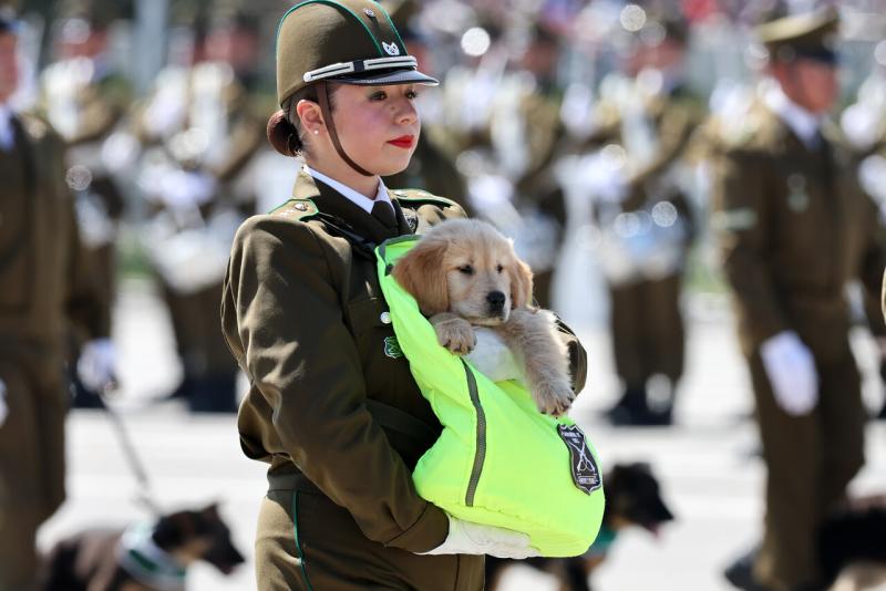 Cachorros de golden retriever en la Parada Militar - ATON