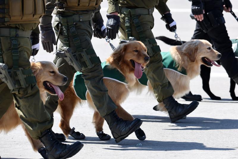 Golden retriever en la Parada Militar 2025 - ATON