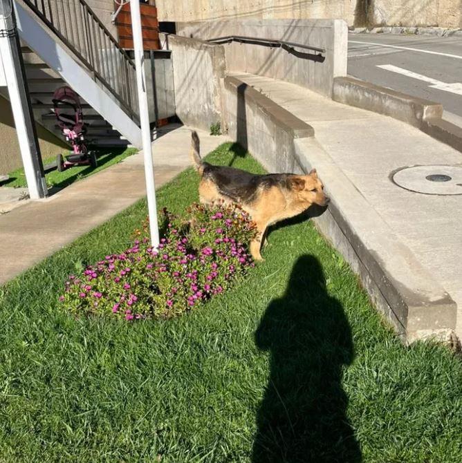 El perro "Capitán" está recuperándose gracias al apoyo de vecinos - Ig. Catdog.ayuda