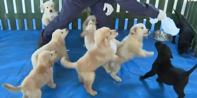 T13 - ¡Alerta de ternura!: Perritos de Carabineros se preparan para desfilar en la Parada Militar