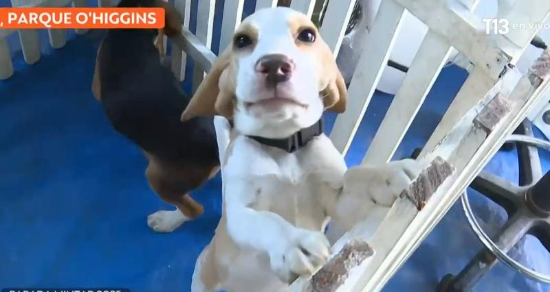 T13 - ¡Alerta de ternura!: Perritos de Carabineros se preparan para desfilar en la Parada Militar