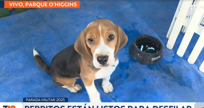 T13 - ¡Alerta de ternura!: Perritos de Carabineros se preparan para desfilar en la Parada Militar