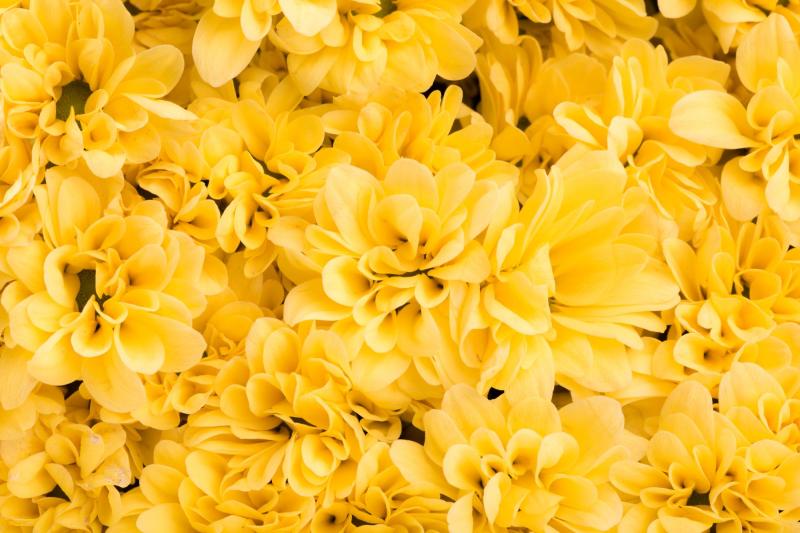 Freepik - Flores amarillas