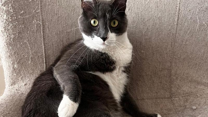 Gentileza - "Tommy", el gato que hizo pasar un susto a Cristián