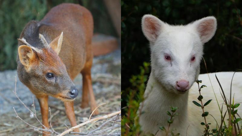 Pudú macho (ATON) - Pudú hembra albina captada por la fotógrafa Paula Wolff