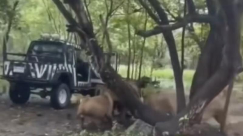 x - Tragedia en zoológico de Tailandia: Grupo de leones devoró a trabajador