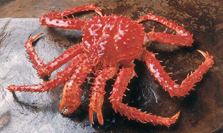 Subsecretaría de Pesca - Centolla en Chile