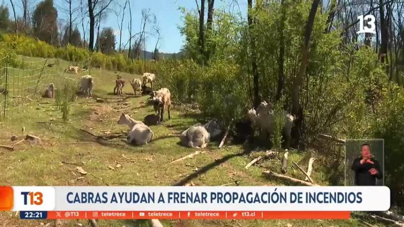 Cabras ayudan contra incendios