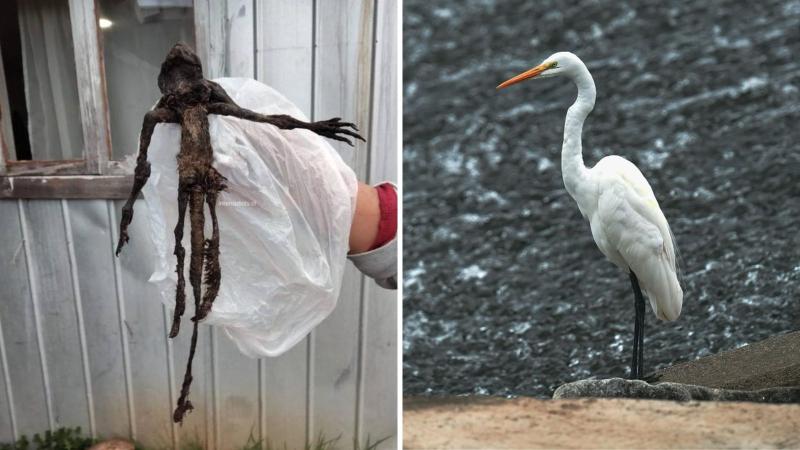 Redes sociales/Pixabay - Animal encontrado era una Garza Blanca