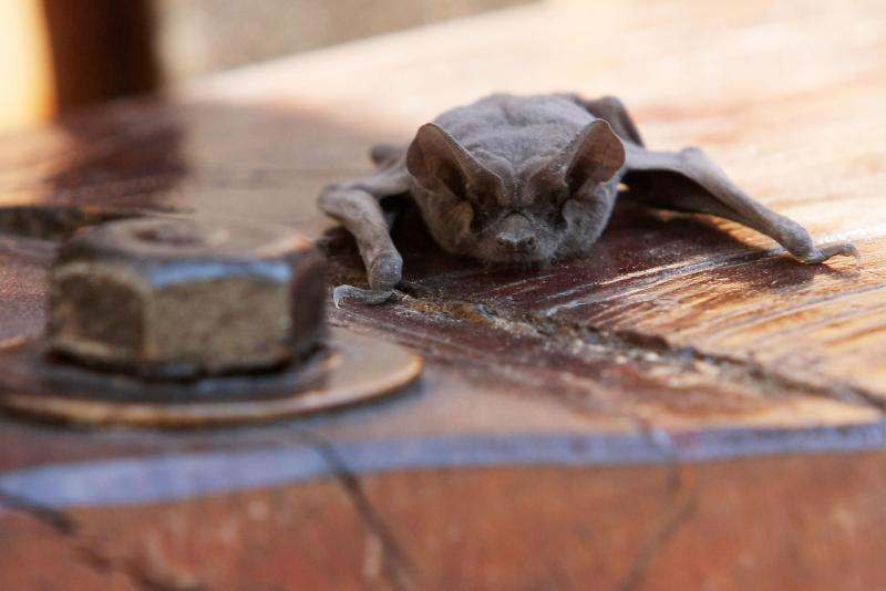 Alerta por casos de rabia en murciélagos - Archivo Agencia Uno