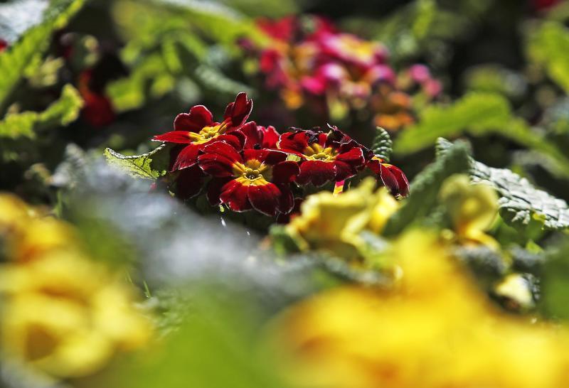 Alergias en primavera - Agencia Uno