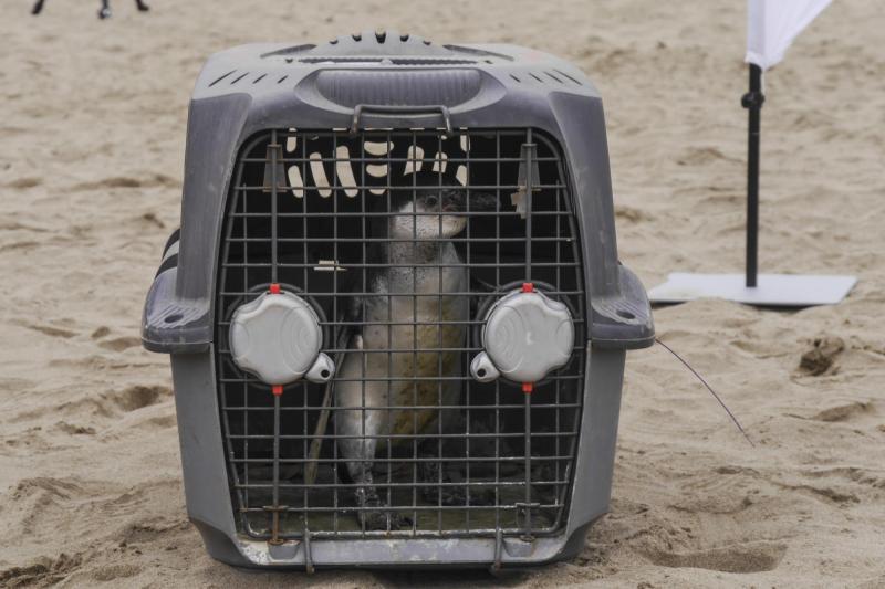 Agencia Uno - Pingüino de Humboldt (referencial)