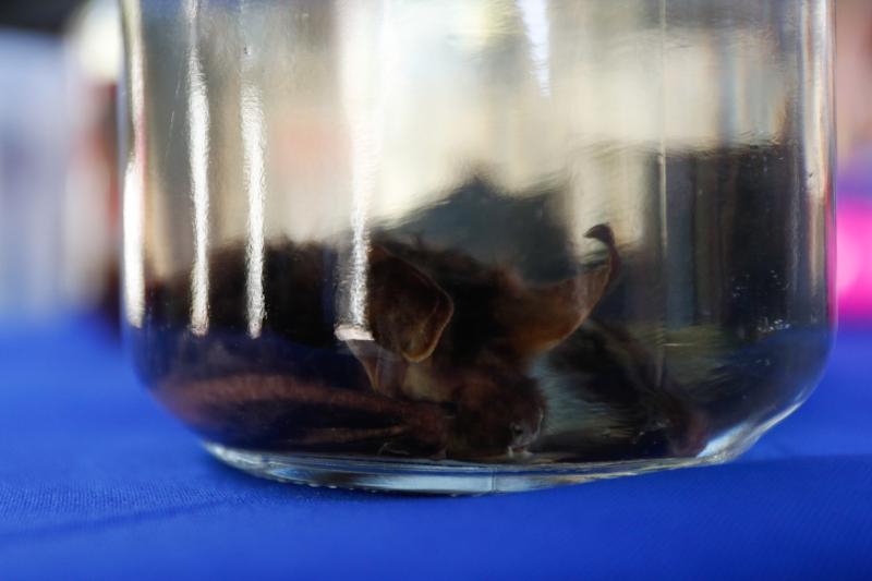 Agencia Uno - Murciélago (referencial)