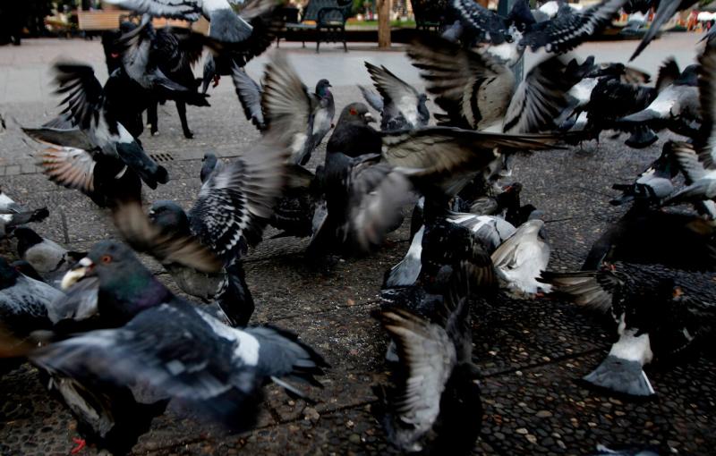 Agencia Uno - palomas
