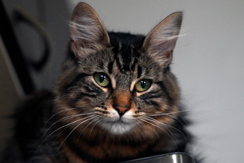 Agencia Uno - Hombre mató a gato de su abuela y quedó detenido